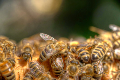 Varroa Milben Mit Genetischer L Cke In Ihrer R Stung Bienen