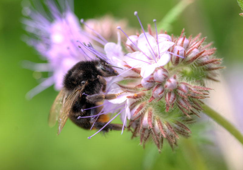 Citizen Science Award 2024 bienennachrichten.de