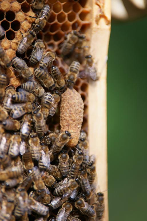 Onetti Bienen-Werkzeug – Zum Ernten Von Gelée Royale & Entfernen Von Larven (2 Stück)